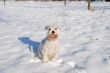 weisser Wolf im Schnee 01-2009 klein.jpg
