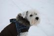 Schneeportrait klein.jpg