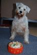 DSC_2929 Holly mit Torte Dritter.jpg